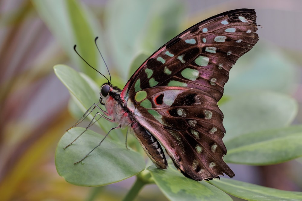 a butterfly on a leaf