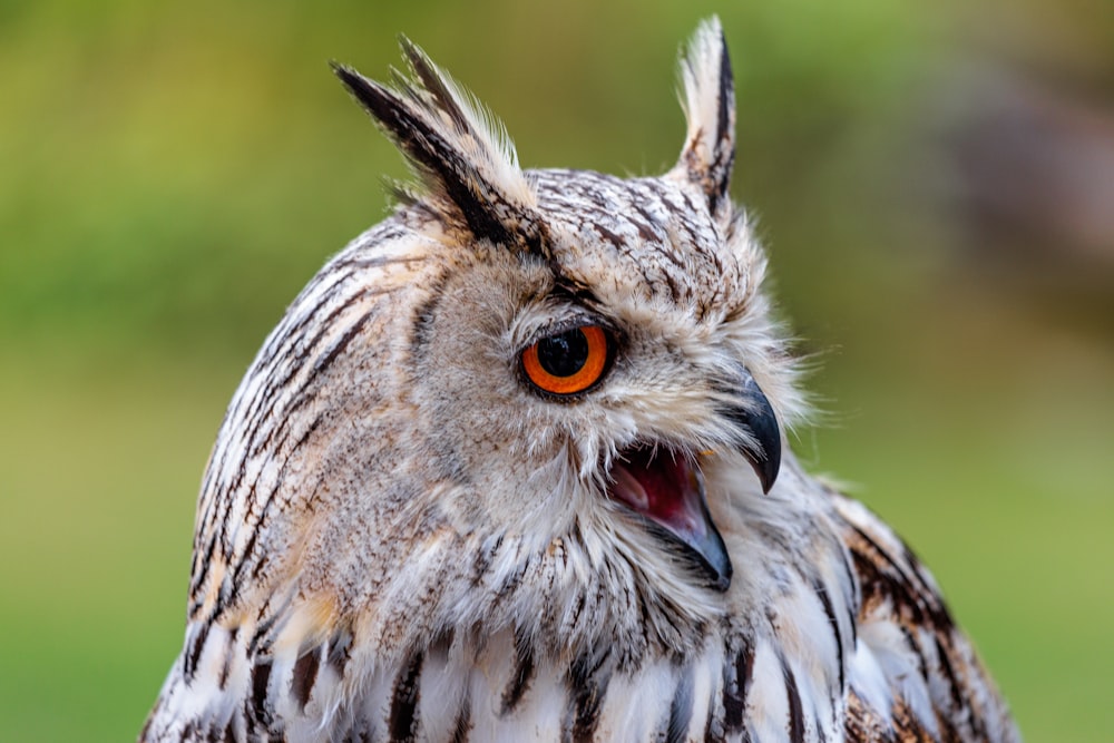 a bird with its mouth open