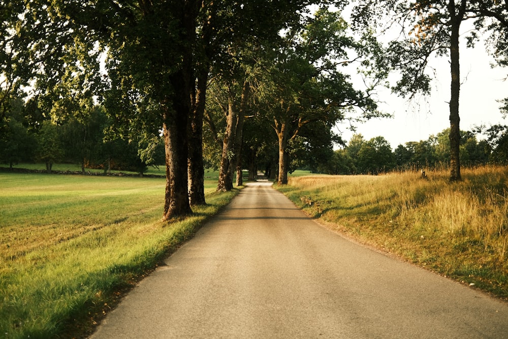 a road with trees on the side