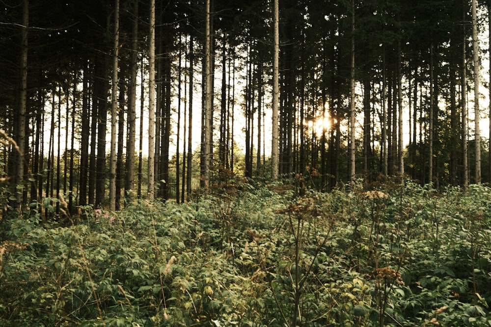 a forest with trees and plants