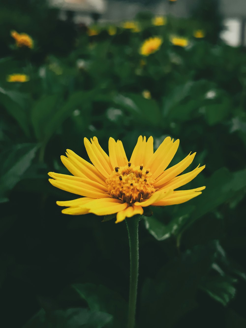 a yellow flower with green leaves