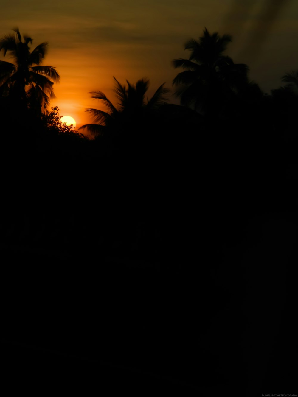 a silhouette of a tree and the sun