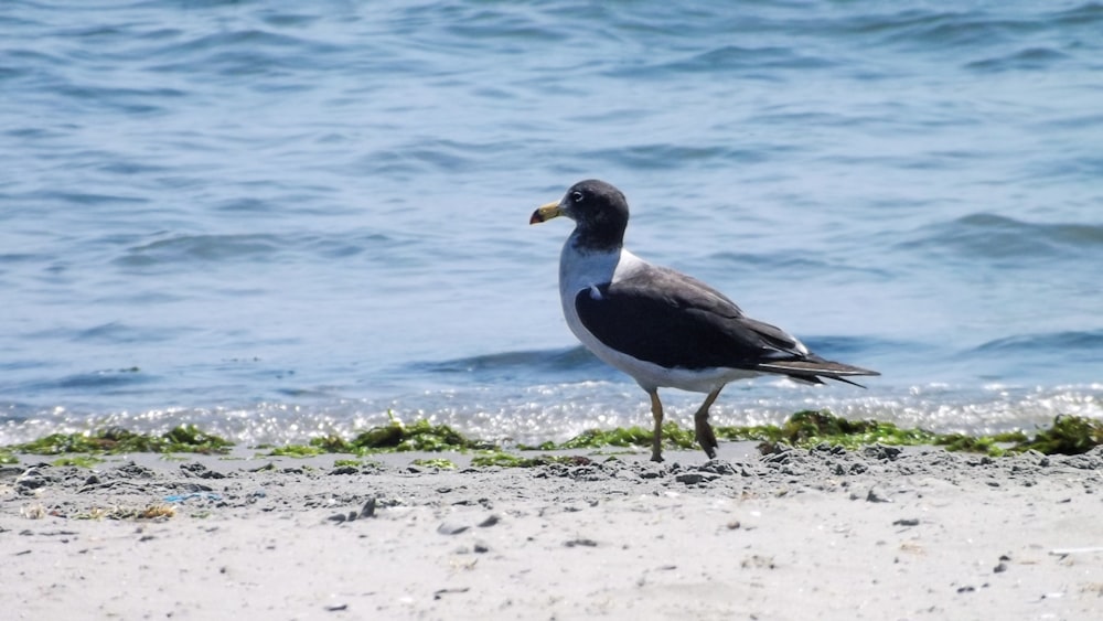 a bird standing on the beach