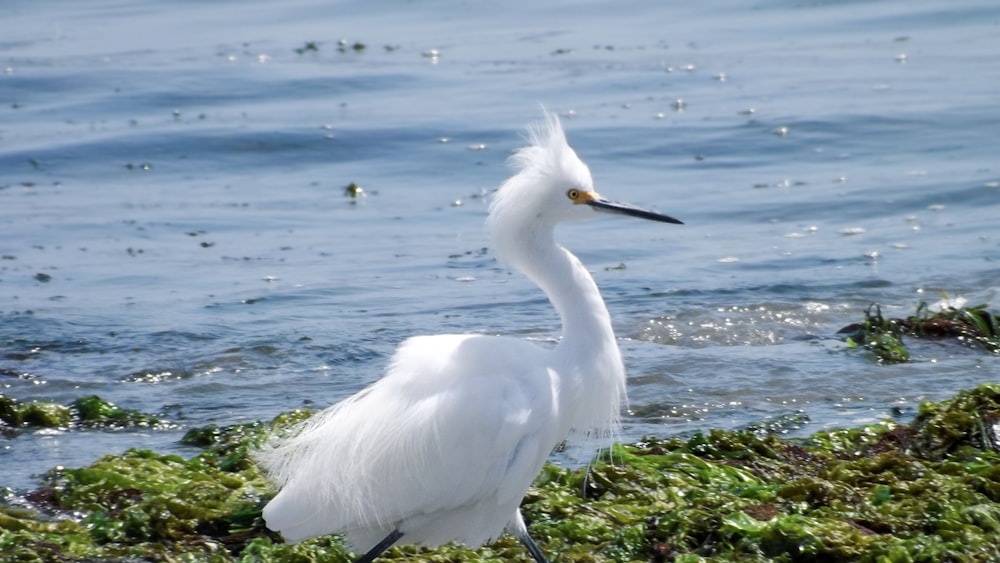 a white bird standing on a rock