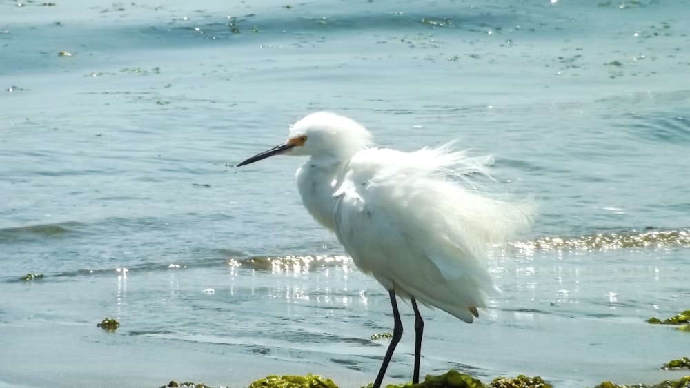 a white bird stands in the water