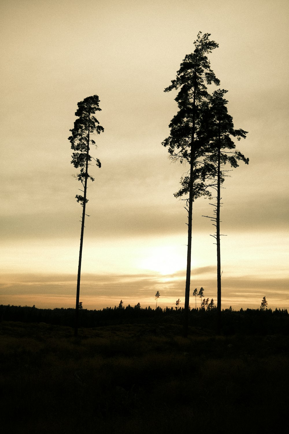 a group of trees in a field