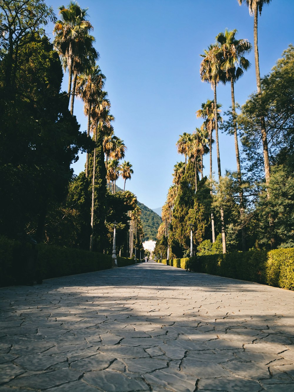 a stone path with trees on either side of it