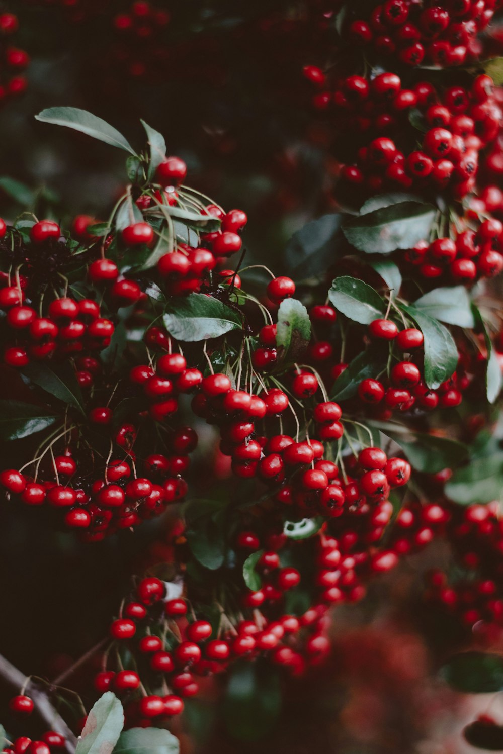 a bush with red berries