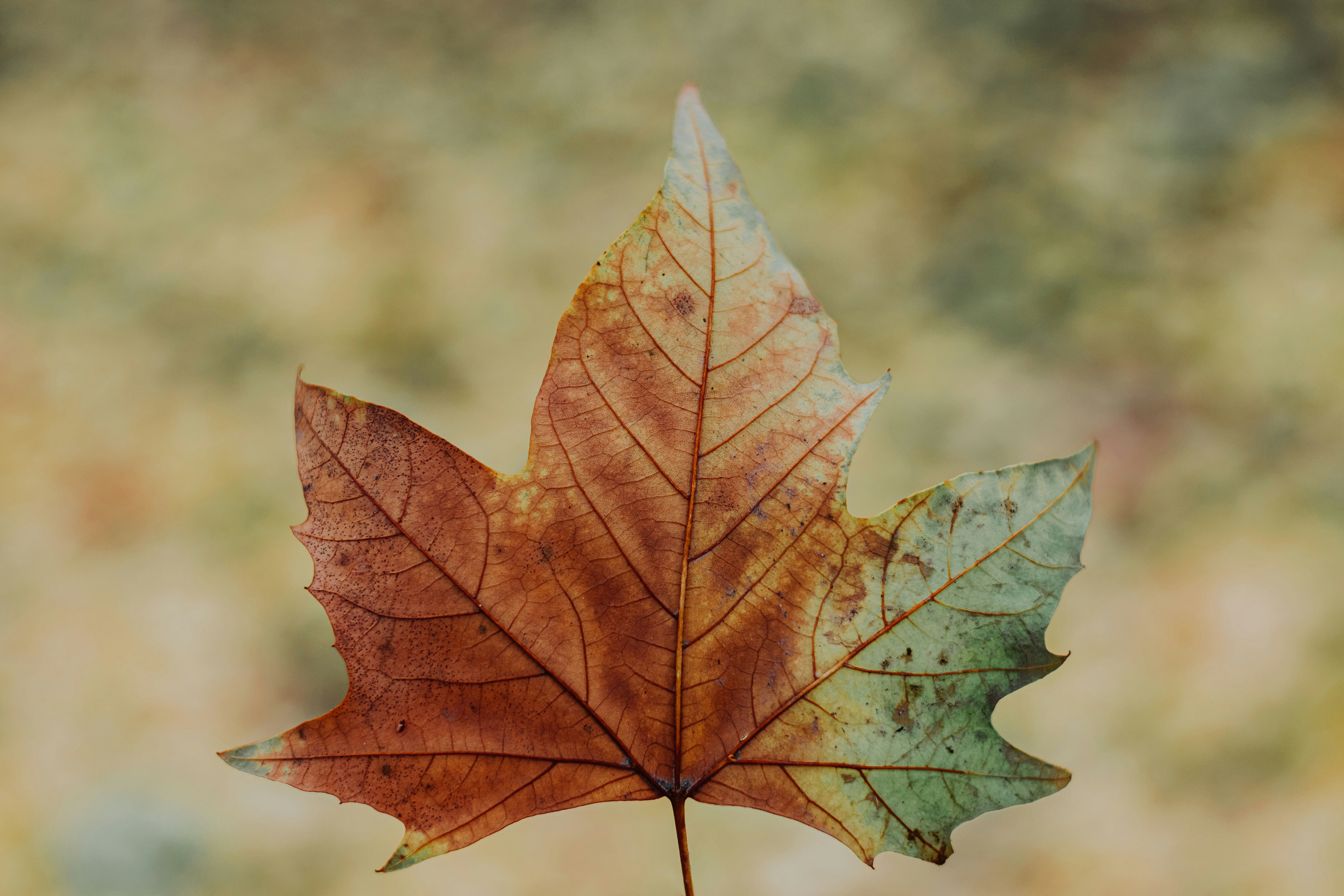 Photo by bnsouzafotografia