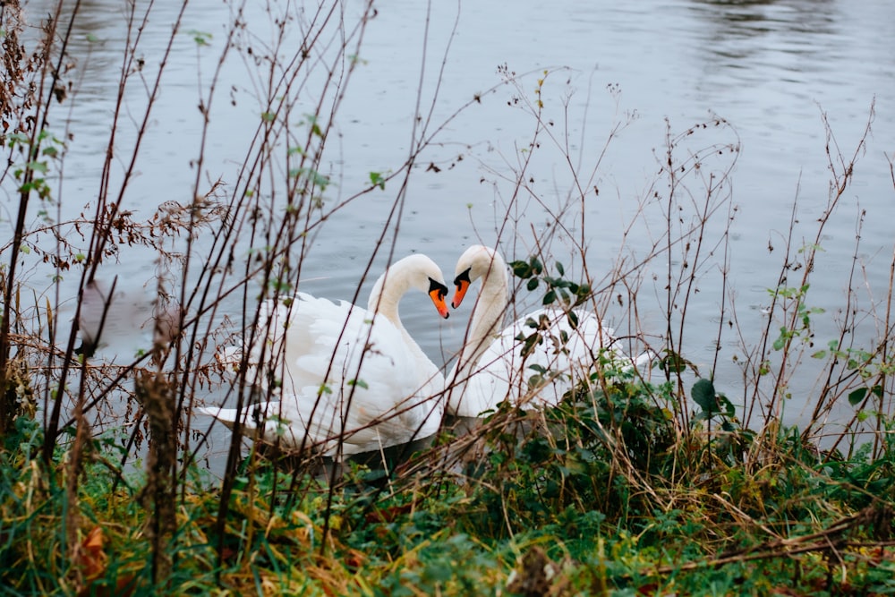 two swans in a pond