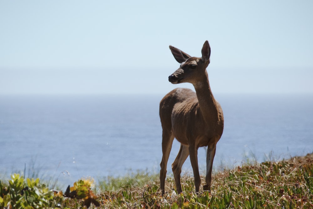 a deer standing on grass near water