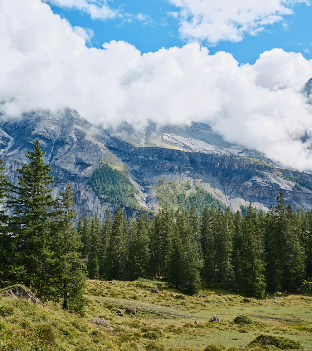 a landscape with trees and mountains in the back