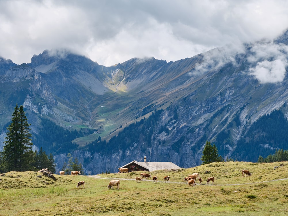 Un gruppo di animali si trova in un campo erboso