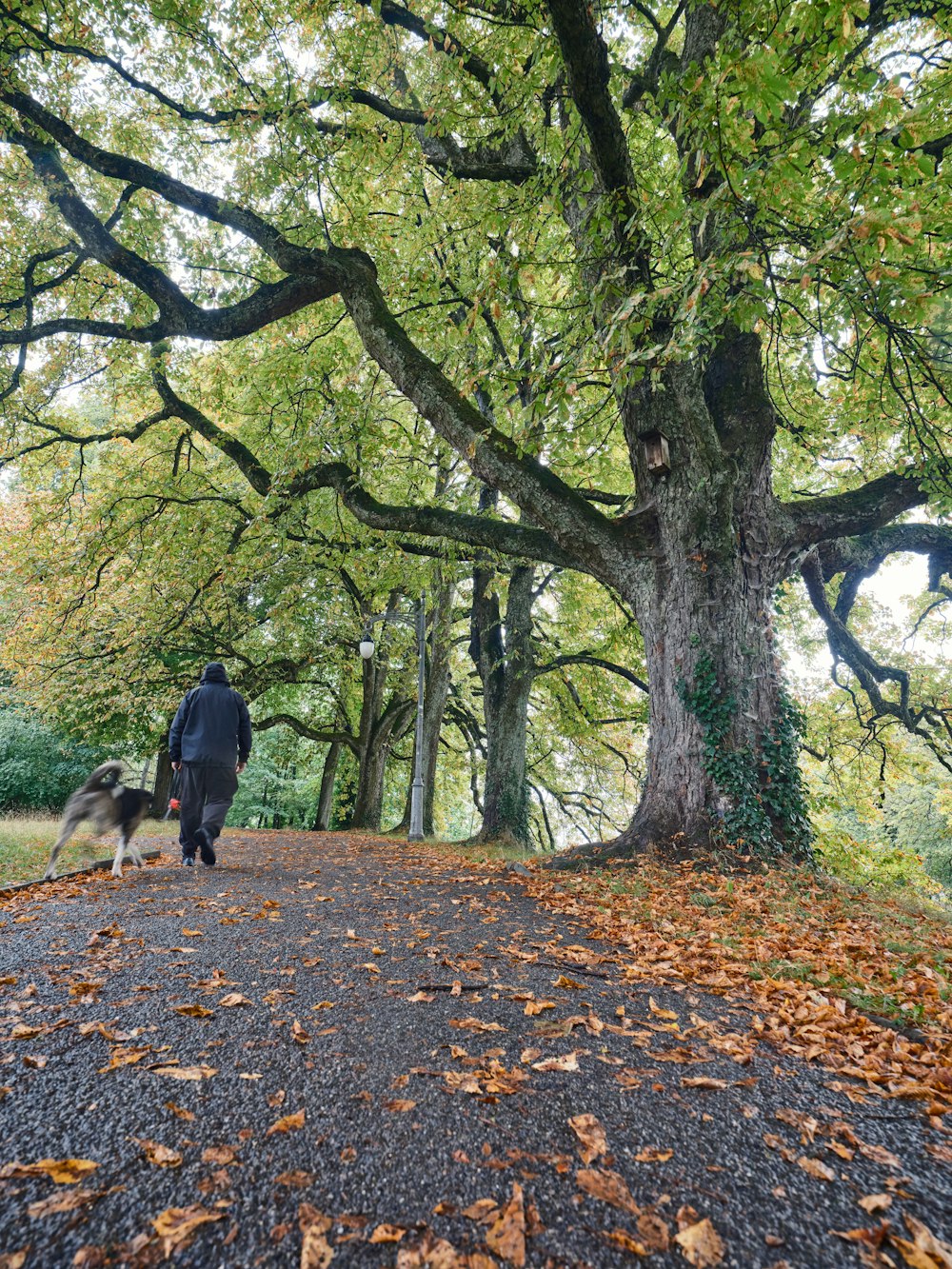 a person walking a dog in a park