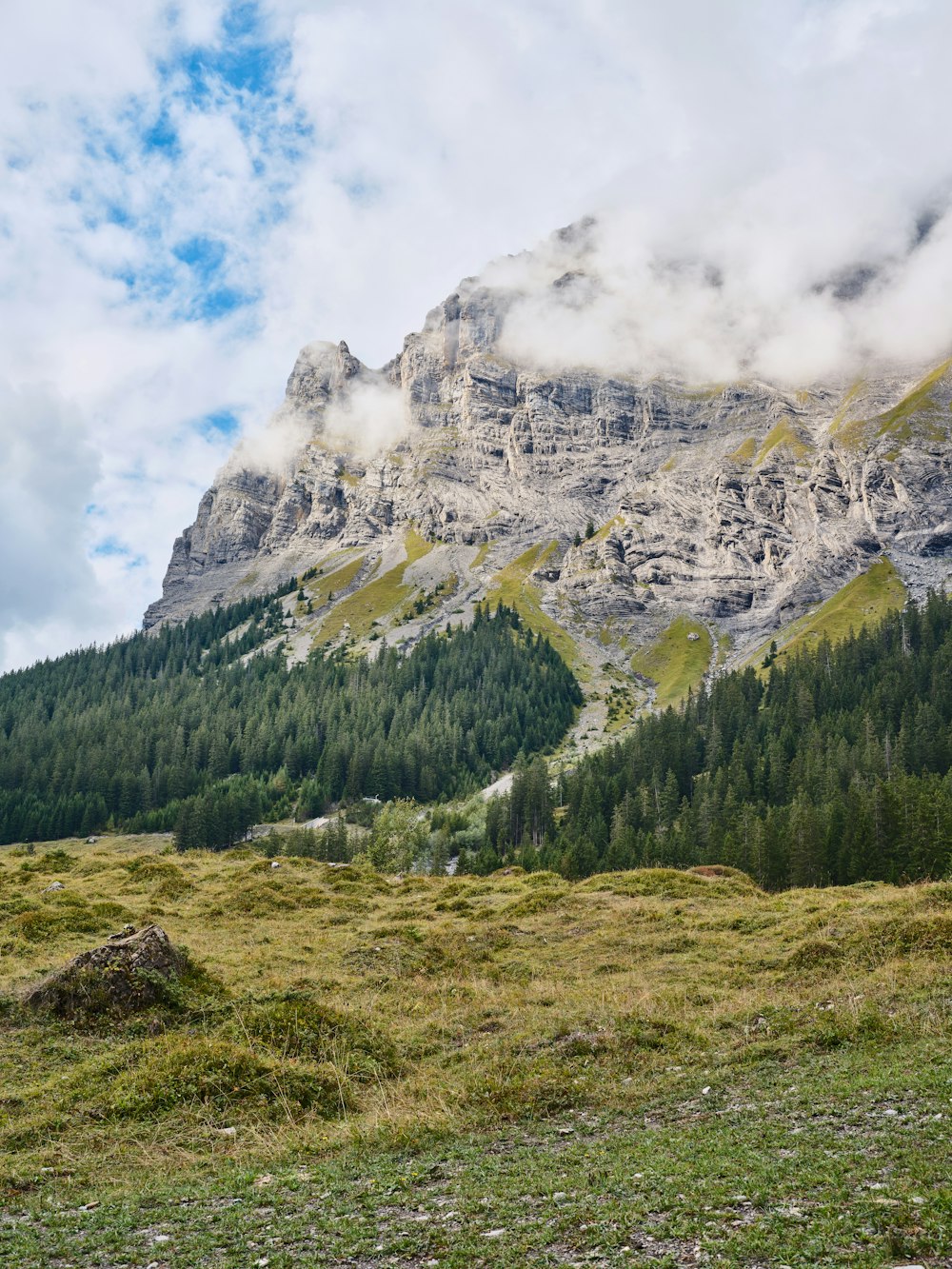 a grassy area with trees and mountains in the background