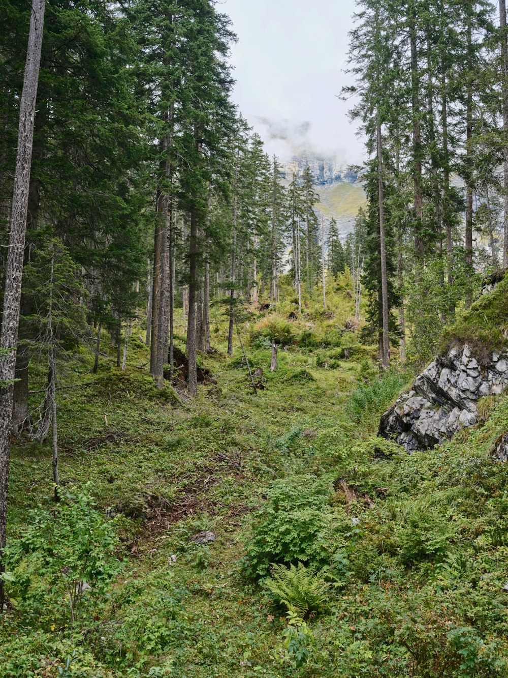 una foresta con alberi