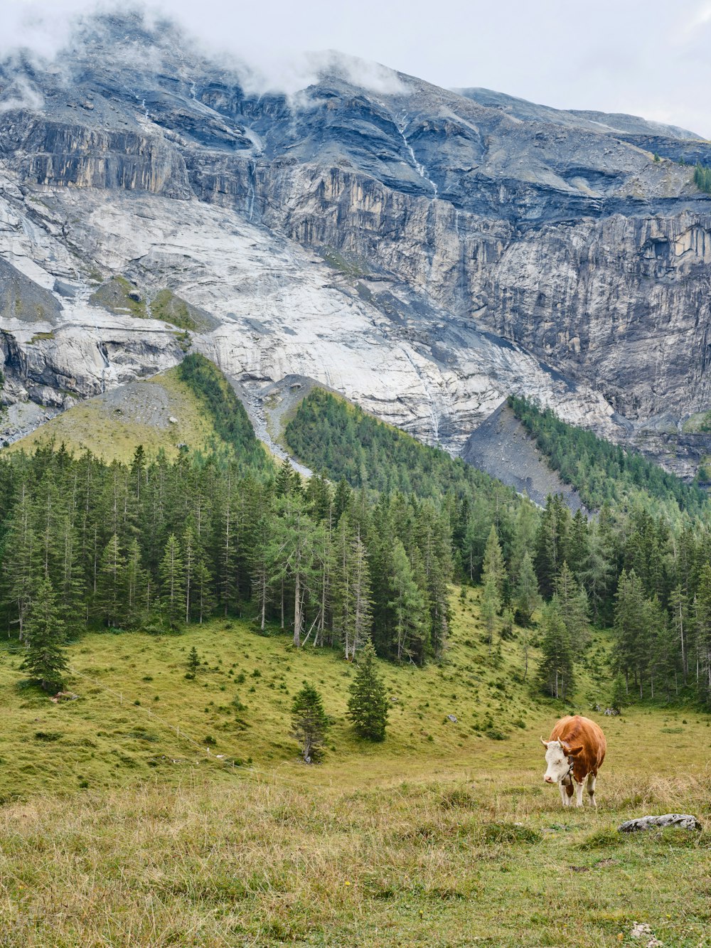 a cow stands in a field