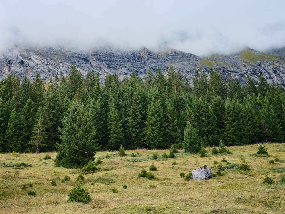 a forest of trees