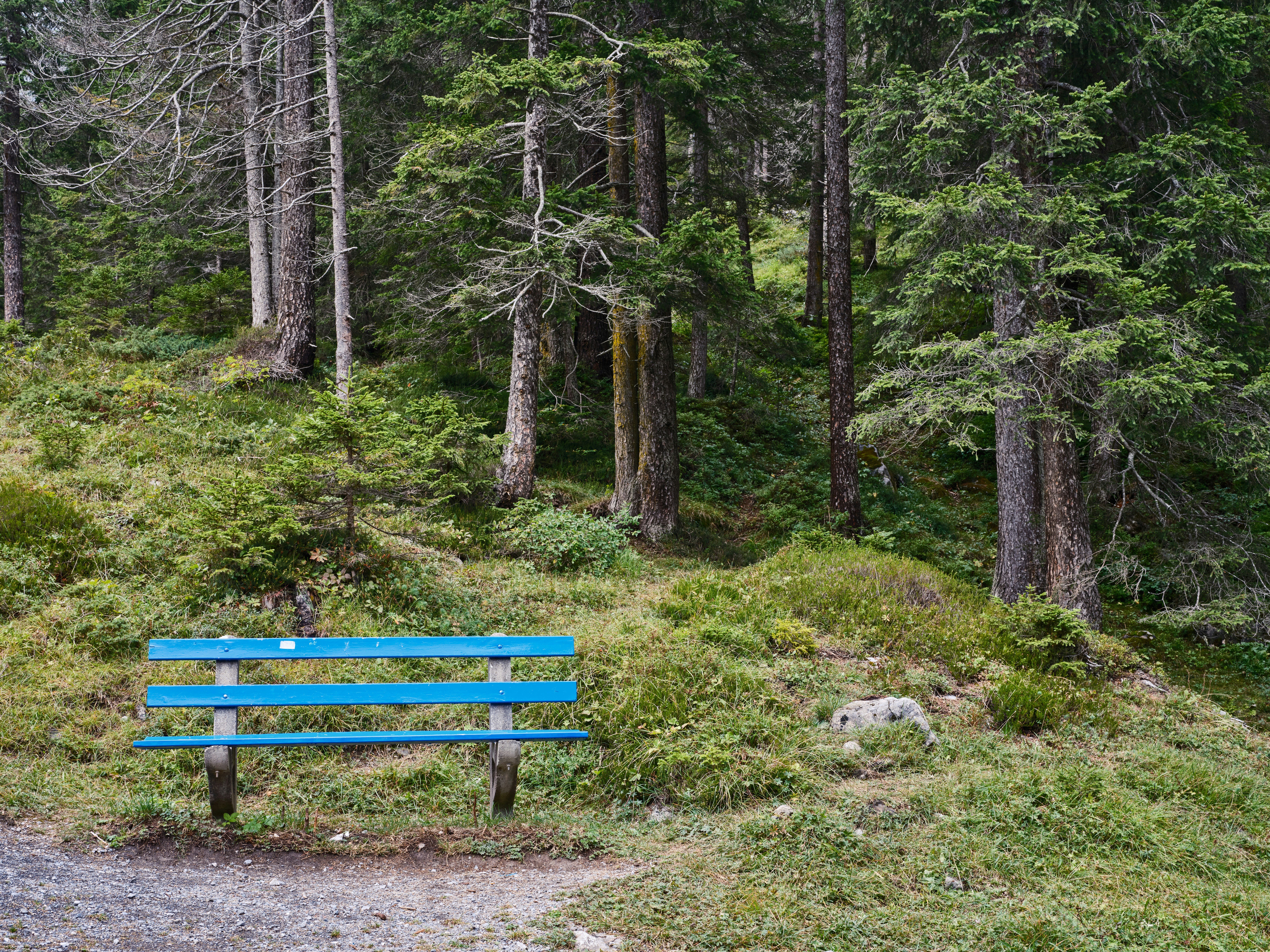 a blue bench in a forest
