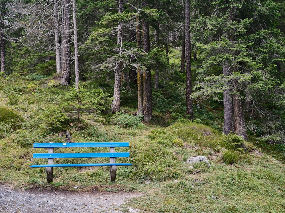a blue bench in a forest