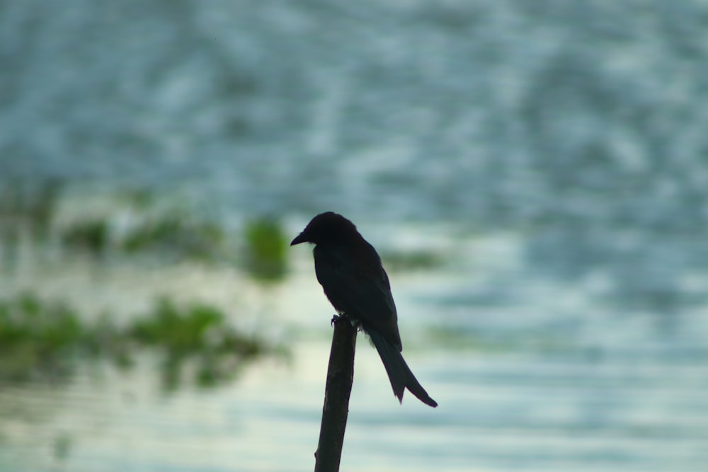 Ein Vogel, der auf einem Stock sitzt