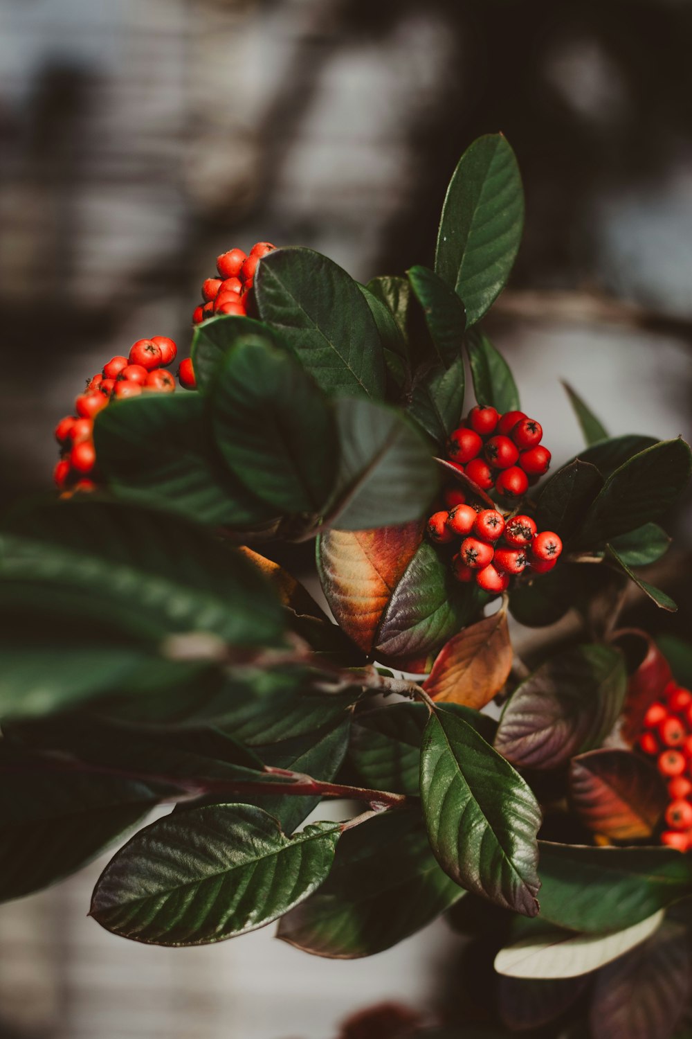 a close-up of some berries