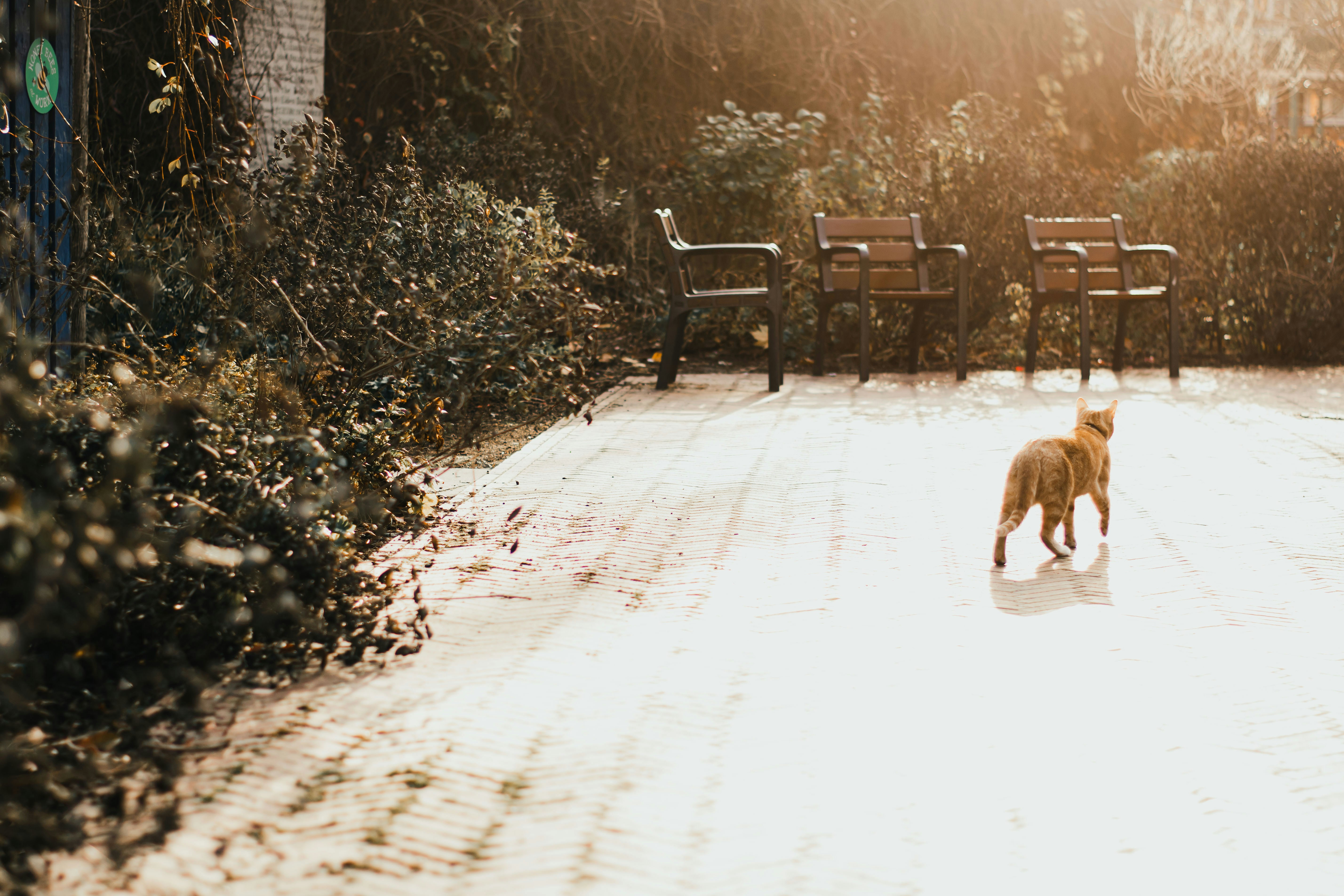 A dog walking on a snowy path photo Free Potters park golf course
