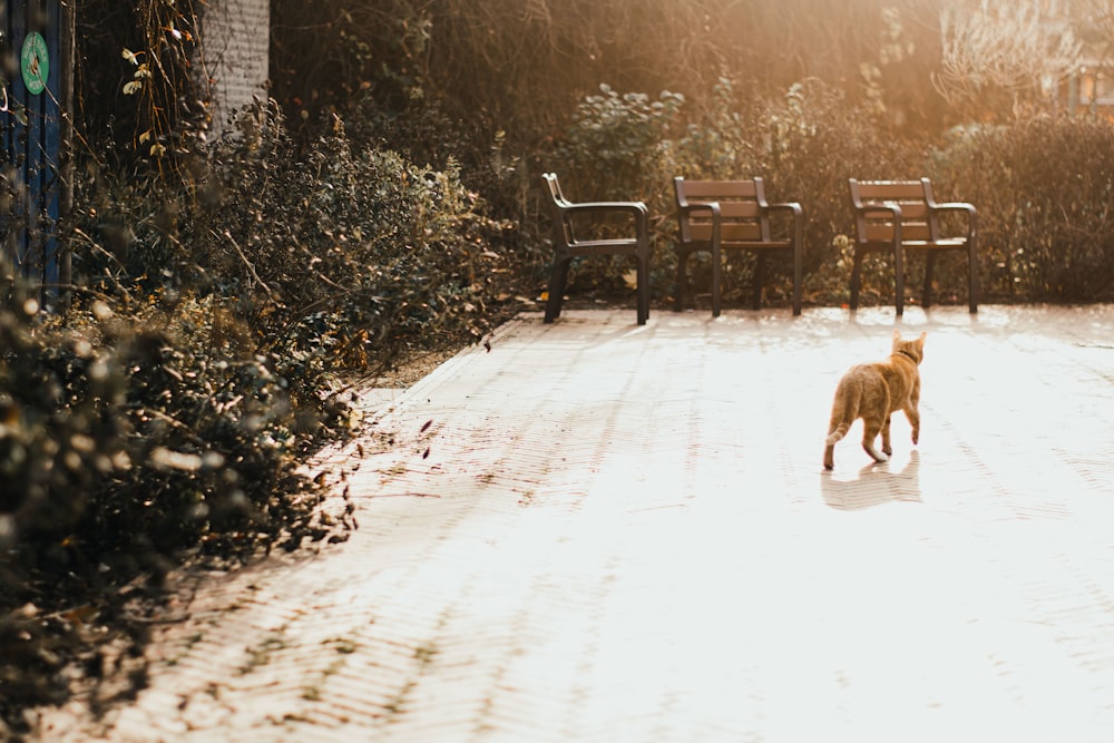 a dog walking on a snowy path