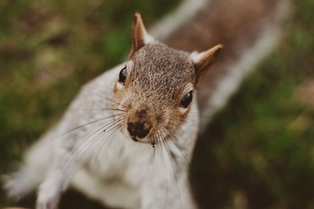 a close up of a squirrel