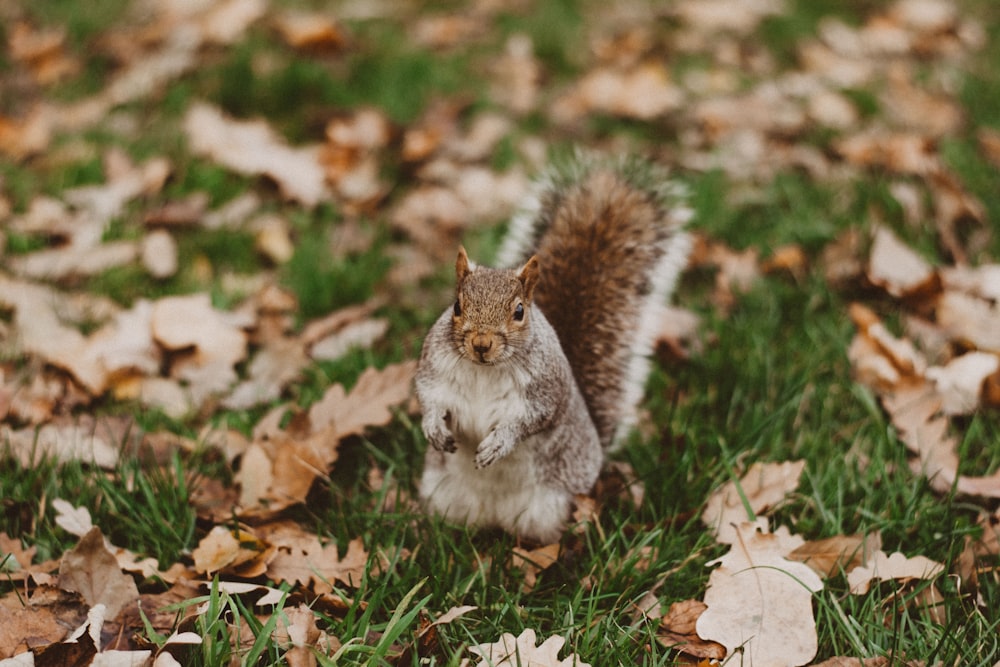 a squirrel standing on leaves