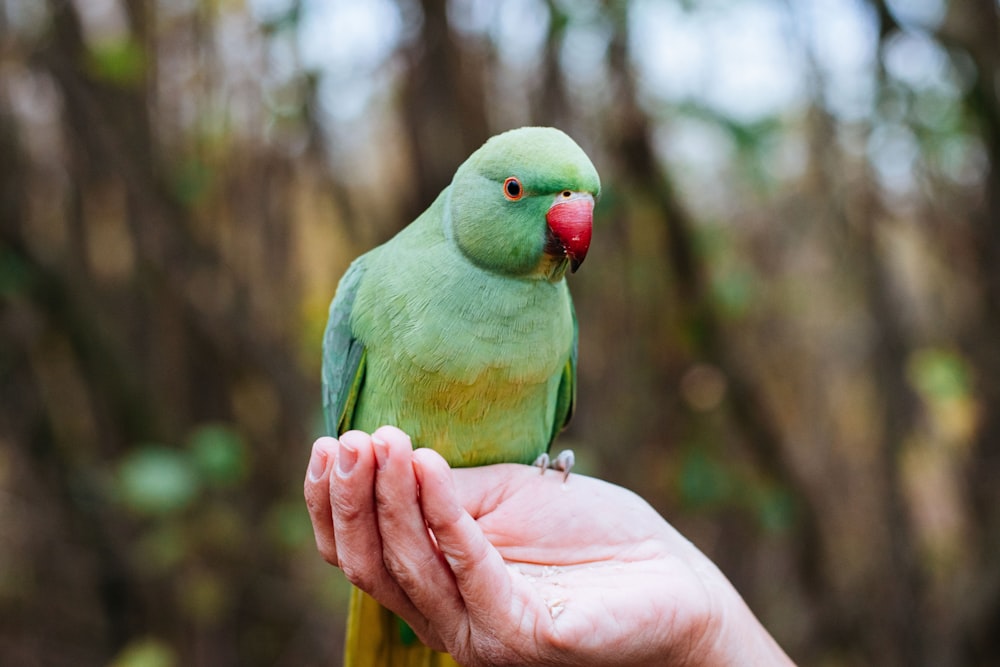 a green bird on a person's hand