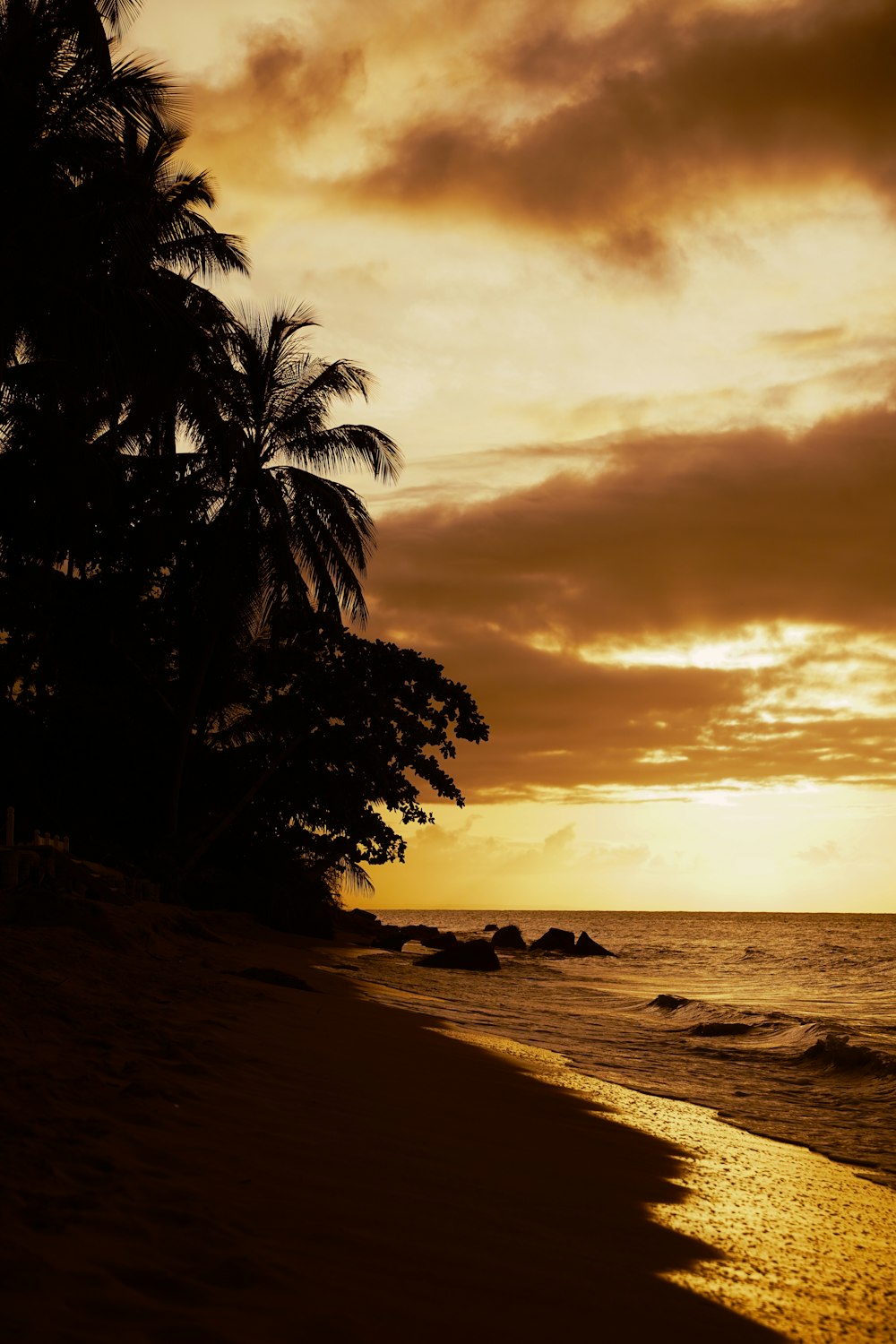 a tree on a beach