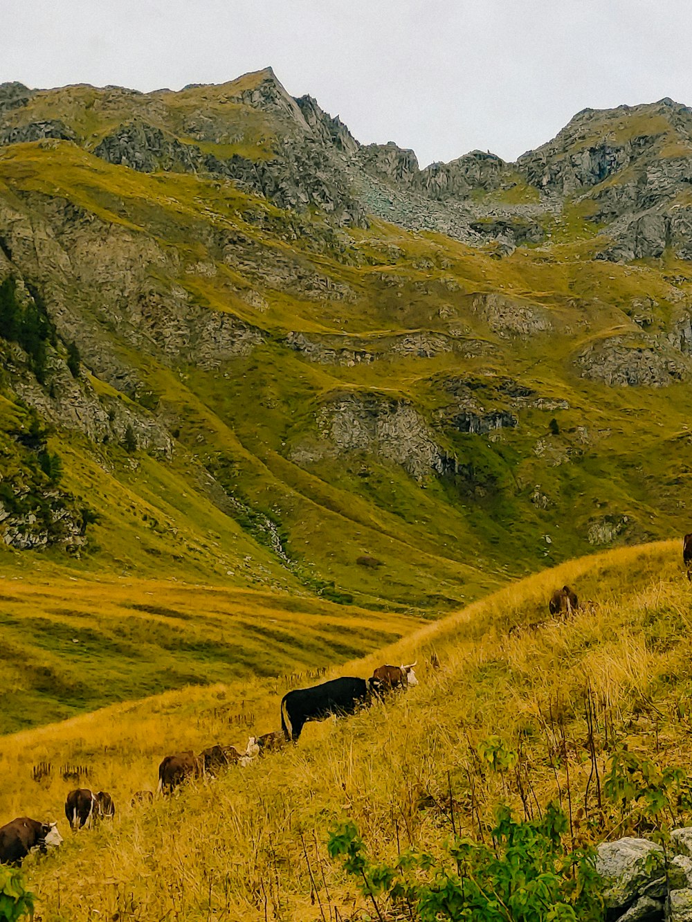 Eine Herde Rinder grast auf einem grasbewachsenen Hügel