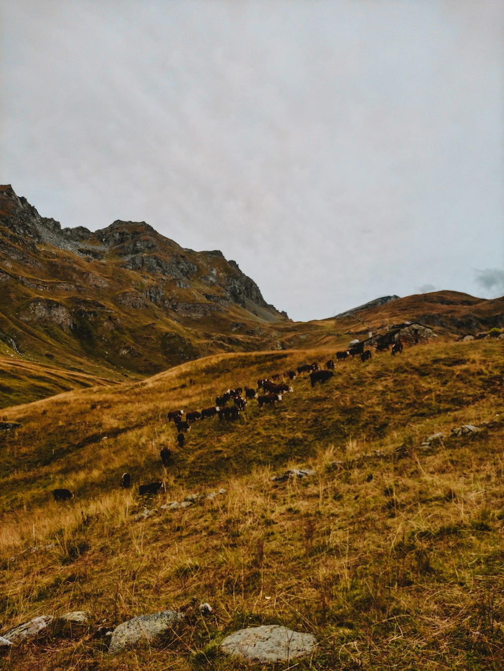 Un grupo de vacas pastando en una colina