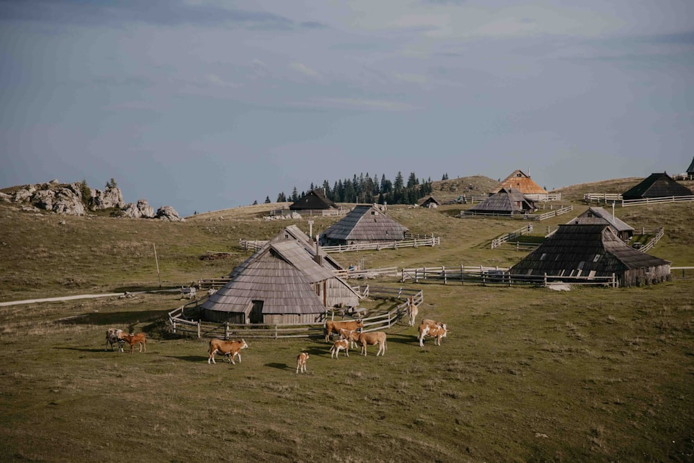 a group of animals in a field