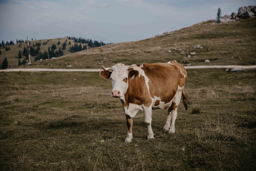 una mucca in piedi in un campo