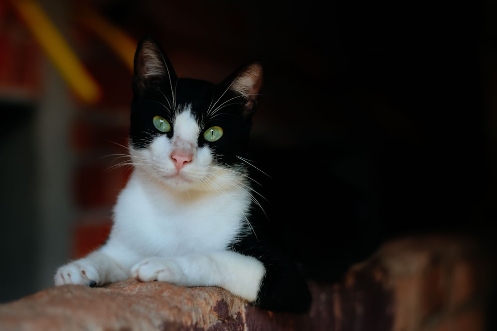 a cat sitting on a couch