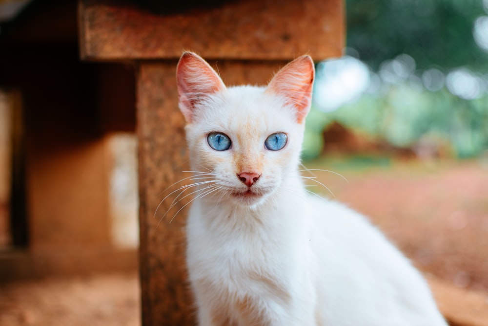 Un gato blanco con ojos azules