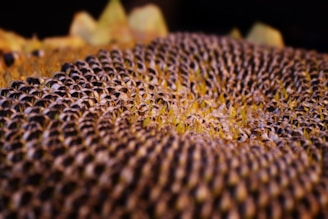 A detailed close-up of the center of a sunflower reveals a dense pattern of tightly packed seeds arranged in a spiral formation. The seeds are dark brown with lighter highlights under a warm, natural light. In the background, blurred hints of green and yellow can be seen.