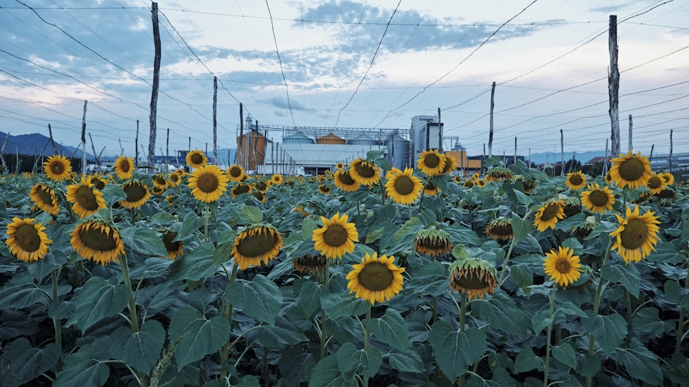 a field of sunflowers