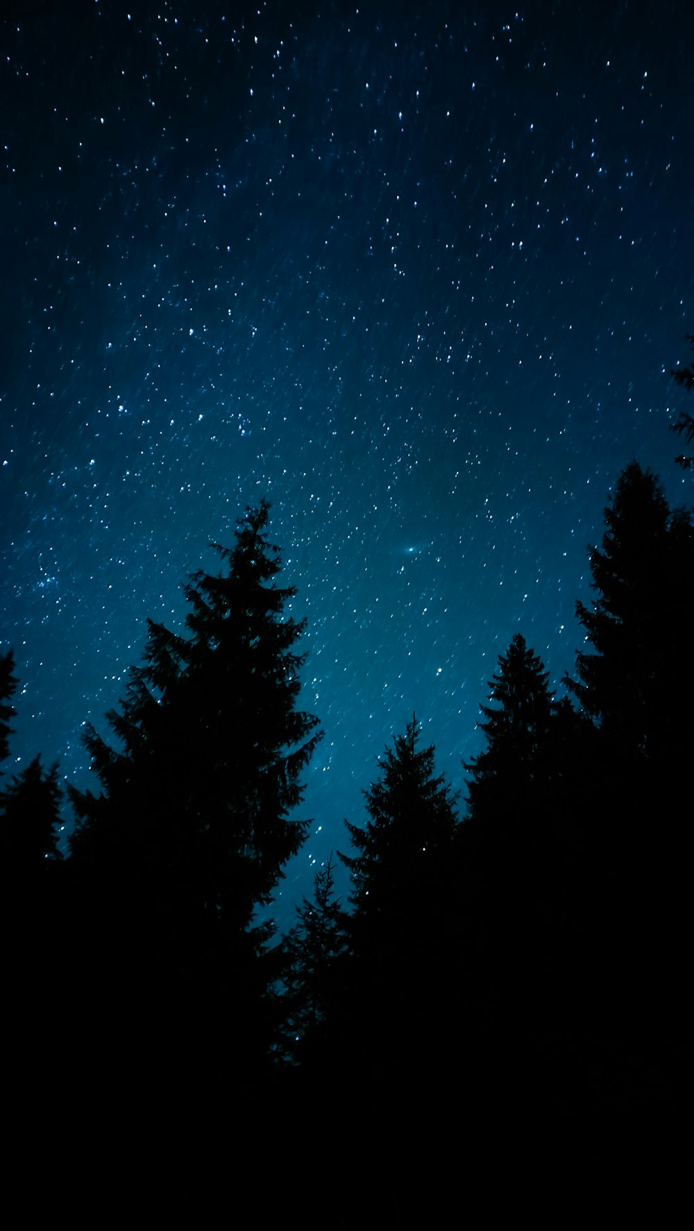 trees in the night sky