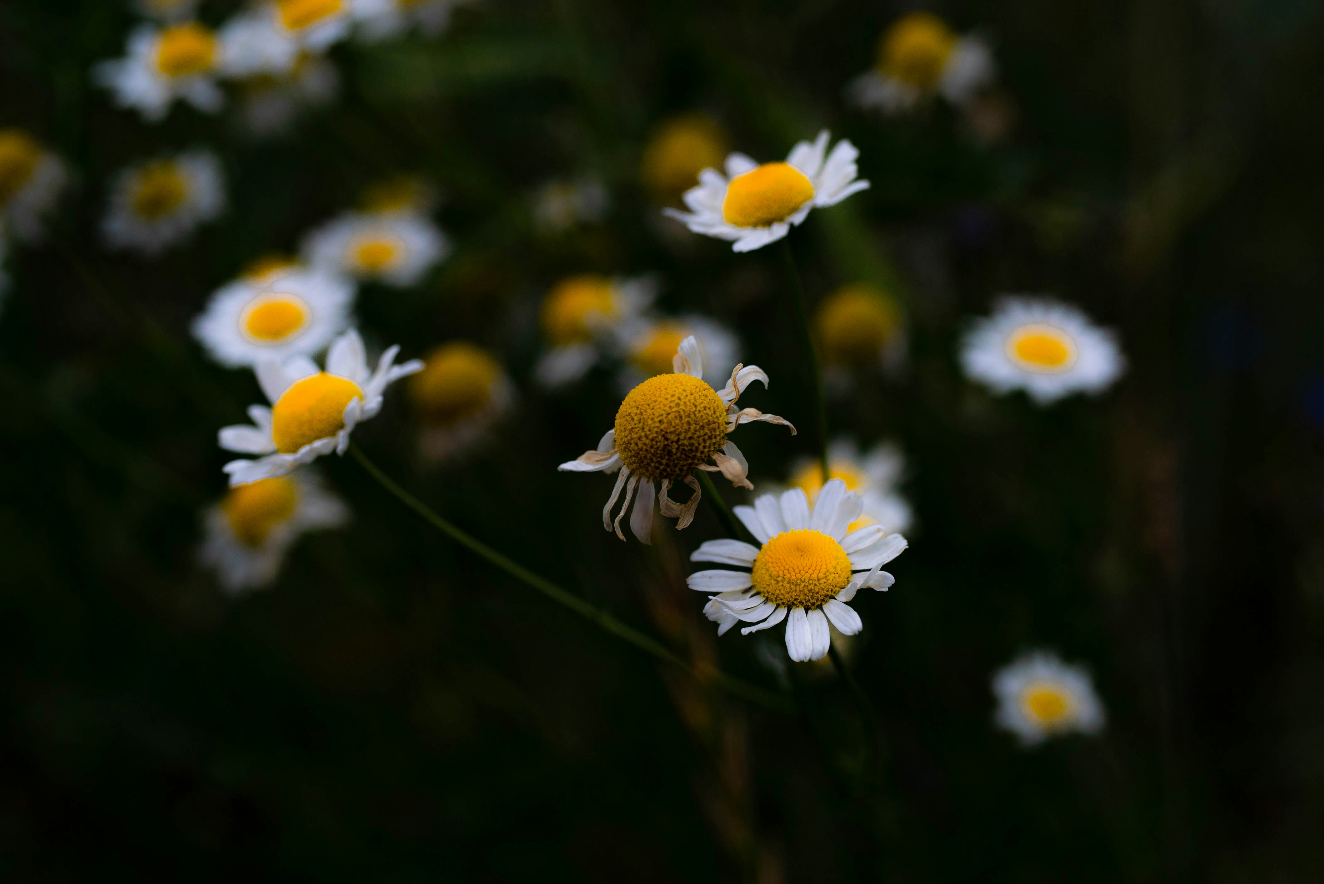 Photo by vlad_ion