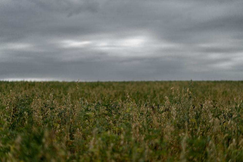 a field of green grass