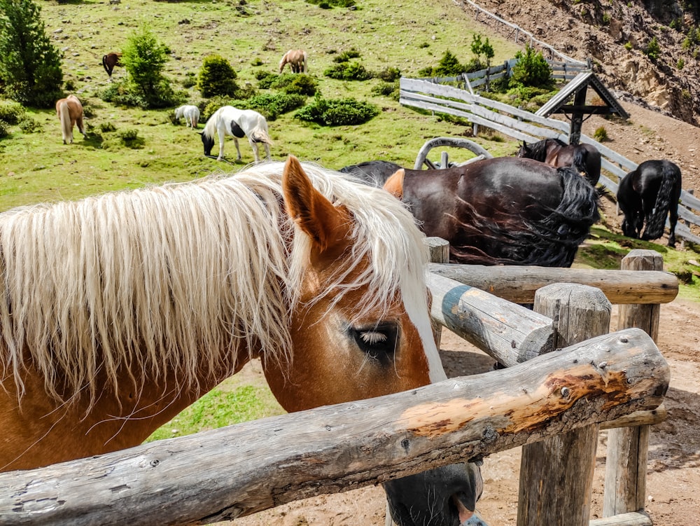 horses in a fenced pasture