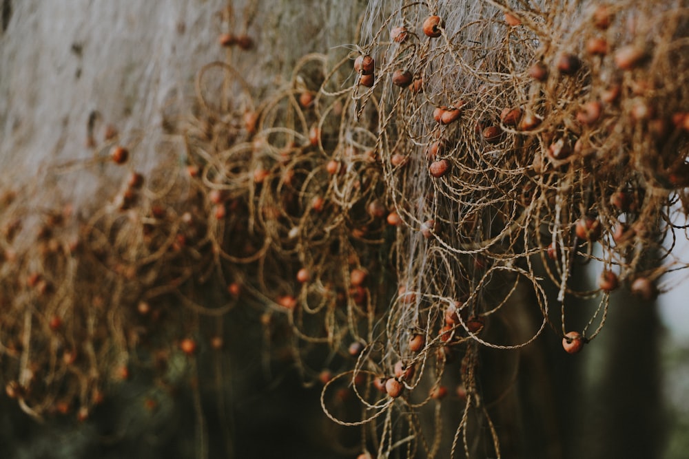 a close up of a plant