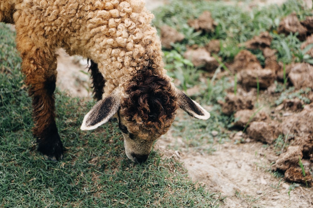 a sheep eating grass