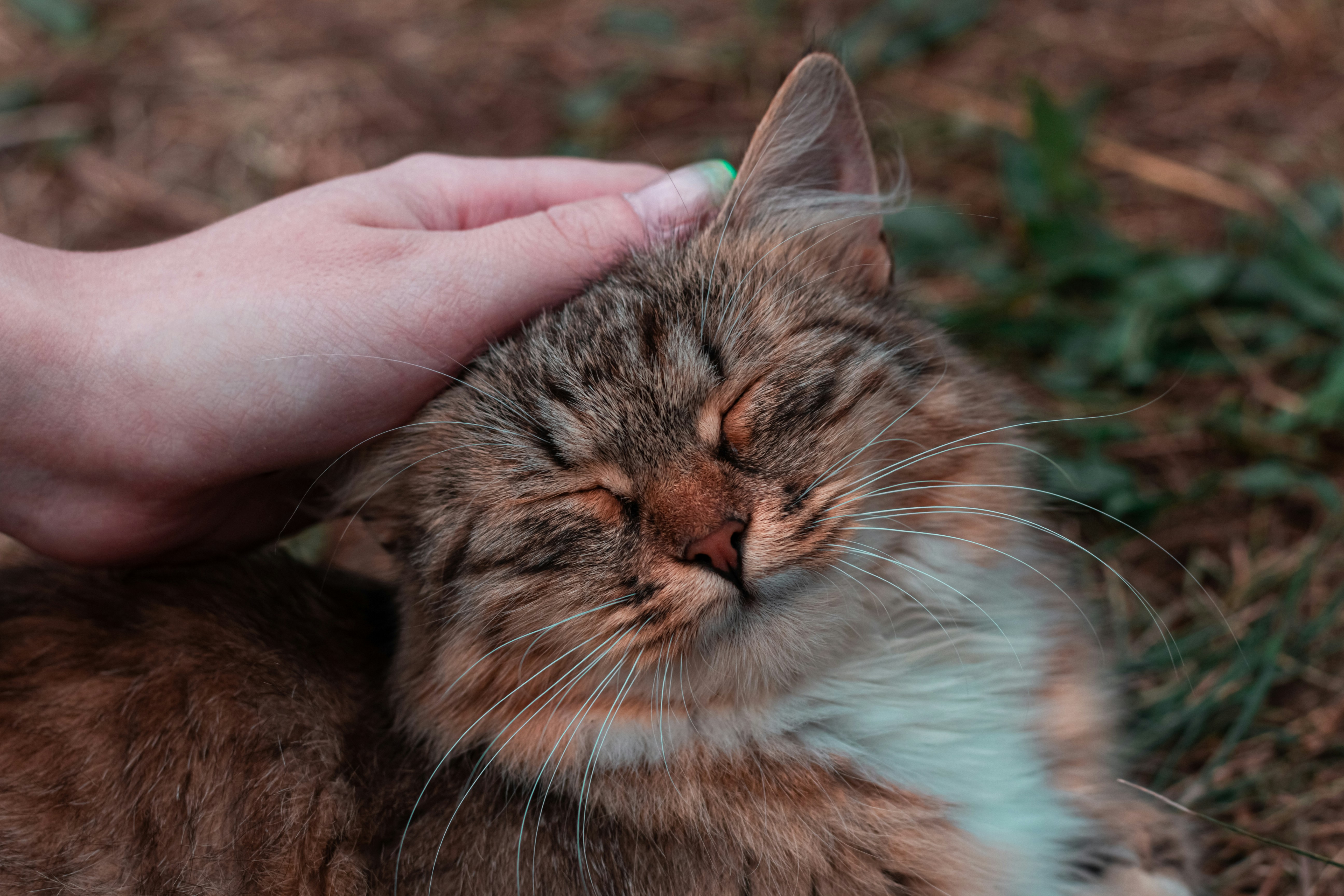 a hand touching a cat
