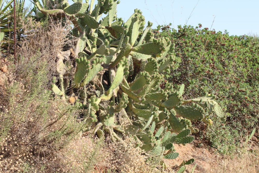 a close-up of some plants