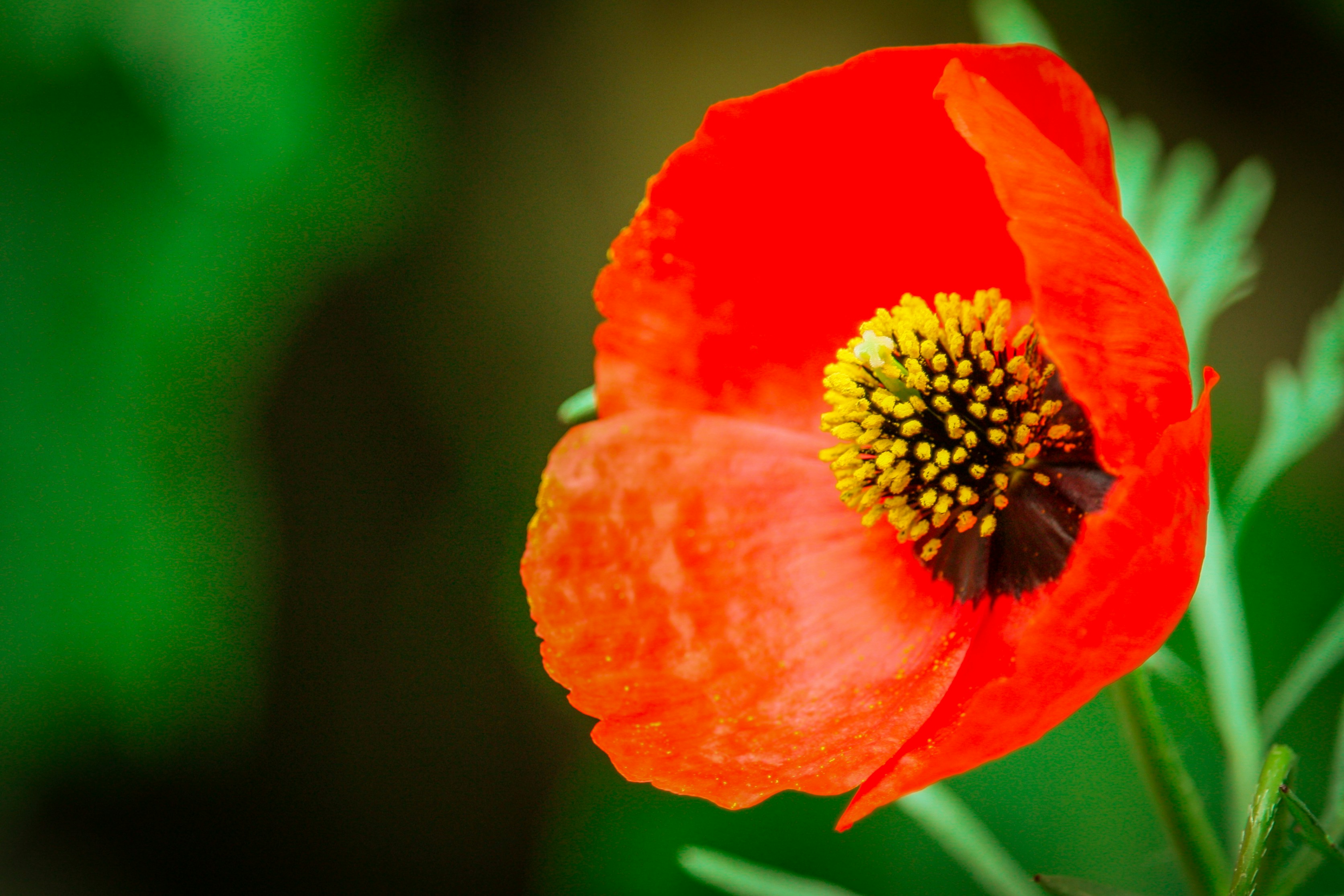 Photo by arvin_graphy