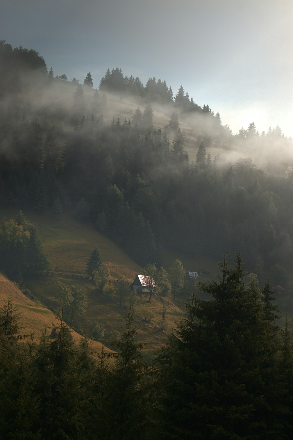 a foggy valley with trees and a house in the middle